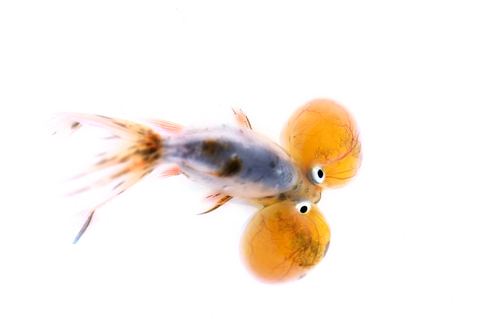 Bubble-eye Goldfish