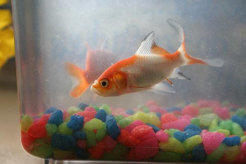 on goldfish tank set-up goldfish tank setup. on goldfish tank set-up