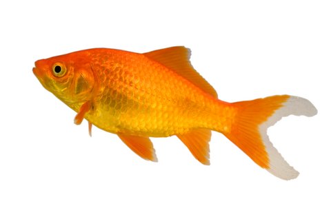 http://www.goldfish-as-pets.com/images/dreamstime_5422385cometgoldfish.jpg