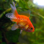 Fantail Goldfish