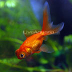 Telescope Eye Goldfish