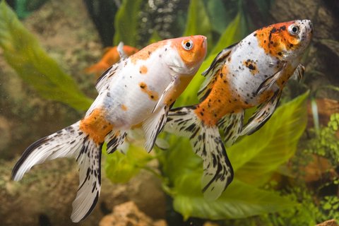 two fantail goldfish