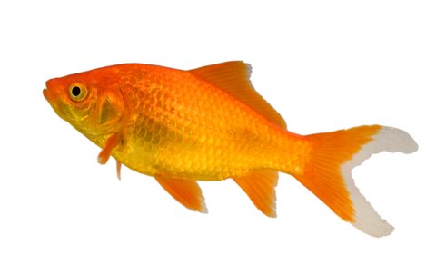 Comet Goldfish