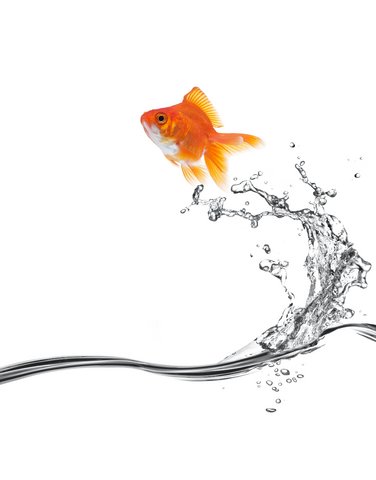 goldfish jumping