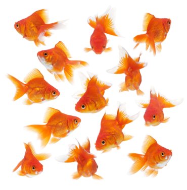 group of goldfish