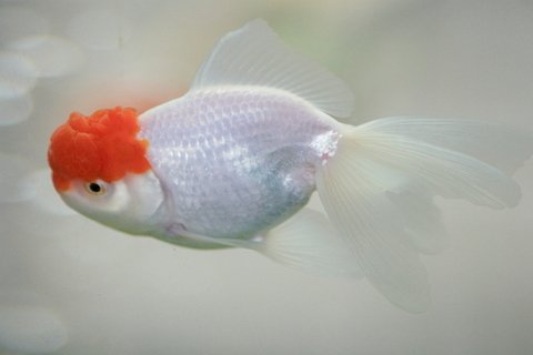 oranda goldfish